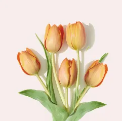 Tulip Flower